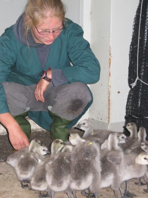 Suzanne Lubbe with her barnacle goose goslings