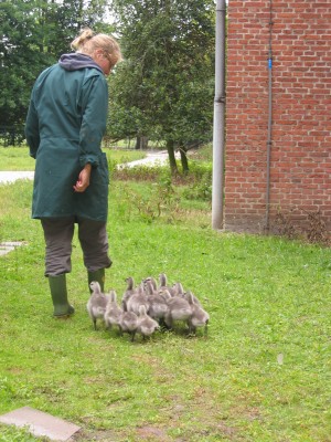 The goslings are imprinted on Suzanne and follow her everywhere.