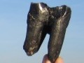 20111128 wolharige neushoorn