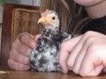 20120218 serama kipjes
