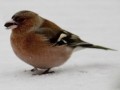 20100104 Sneeuw: requium voor reigers, slimme trekvogels en vogeltes in mijn tuin