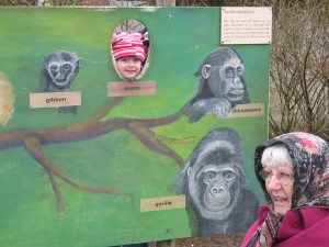 Evolutie gevisualiseerd