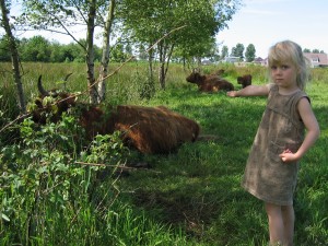 vlak naast de Piccardhof lopen Schotse Hooglanders