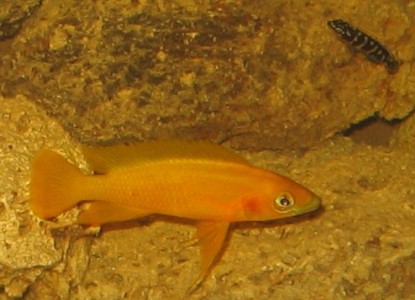 Neolamprologus leleupi (geel) en een jonge Julidochromis transcriptus (zwartwit)