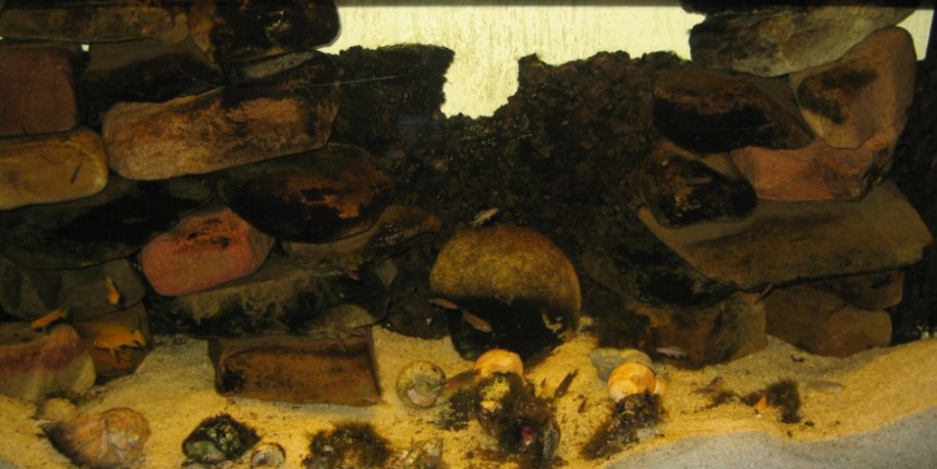 De grootste bak in de studeerkamer