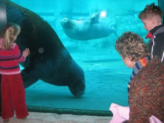 Dolfinarium Harderwijk klik voor video 1