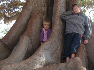 Tussen de plankwortels van een grote ficus op de boulevard