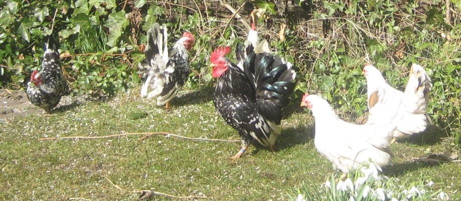 Klik hier voor meer...