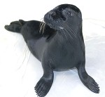 Een foto van Zwarte Lola uit het Algemeen Dagblad