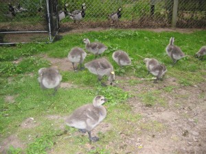 Barnacle geese and goslings kept in the Netherlands for the FRAGILE project. Click to read more...
