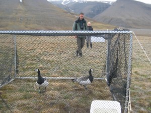 The captive geese. Click to read more...