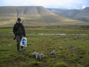 Being a goose mother, means being out in the field seven days a week also in rainy and stormy weather