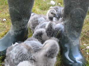 As soon as she stands still, the goslings come and sit next to Suzanne her boots to take a rest.