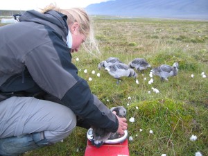 Weighing the goslings is easy. We just place them on a kitchen balance.