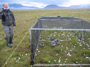 At the end of the day, the goslings are placed in a cage