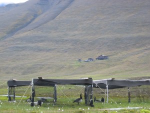 The adult geese in the FRAGILE project waiting for the experiment tomorrow. Double click on this picture to learn more about this.