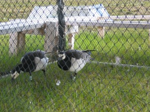 Working geese