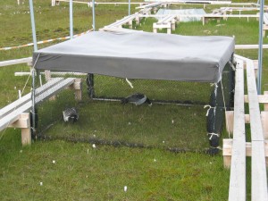 The geese start to graze immedeately