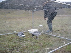 Suzanne has just moved the cage