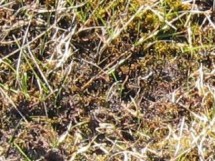 block WF, ambient temperature, overgrazed