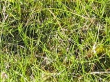 block WF, high temperature, ungrazed