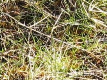 block WF, high temperature, normal grazed