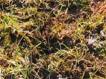 block WF, high temperature, overgrazed