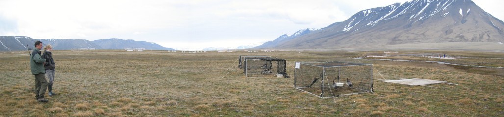 Six captive geese are used to apply the grazing treatments