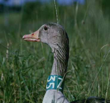 Volwassen Grauwe Gans met halsband Z35