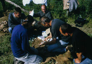 Ringing Greylag Geese in the Ooijpolder