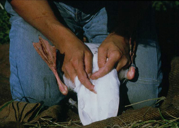 Sexing a Greylag goose by cloacal examination