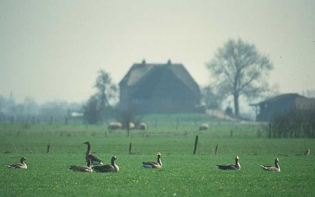 Grauwe Ganzen op een akker in de Ooijpolder