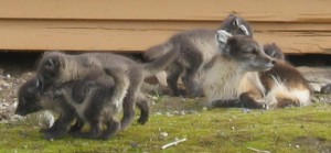 A family of polar foxes playing outside the den