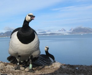 A barnacle goose defending its nest. Click to read more...