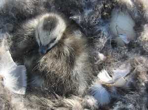 A newly hatched gosling