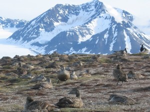 Eider ducks nesting