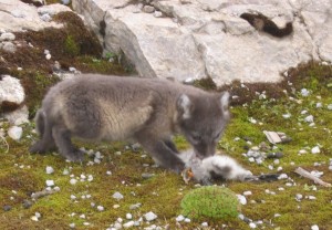 A polar fox puppy handling a gosling. The gosling was delivered dead by the father fox. Click to read more...