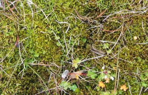 Exclosed since 1991, grass disappearing
