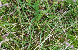 Exclosed since 1997, much grass