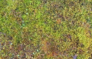 Grazed, short clipped grasses, few dicotyls
