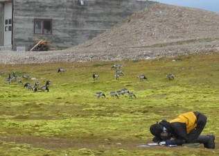 While Daan is measuring vegetation, a flock with families comes near. Click here to read more...