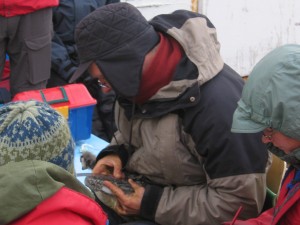 Maarten measures a gosling. Click for video.