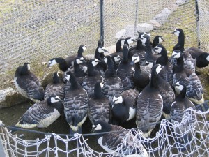 Waiting to empty their gut before being measured