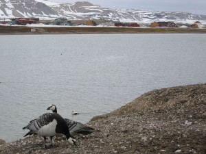 A breeding pair of Barnacle Geese on Prins Heinrich�ya