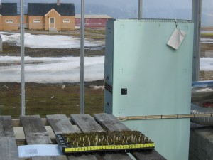 Warmed environment: in the greenhouse