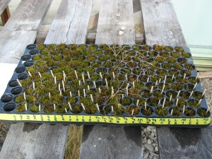 A tray with individual grass shoots planted in moss