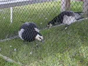 Klik hier voor de video