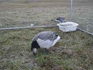 Klik hier voor de video